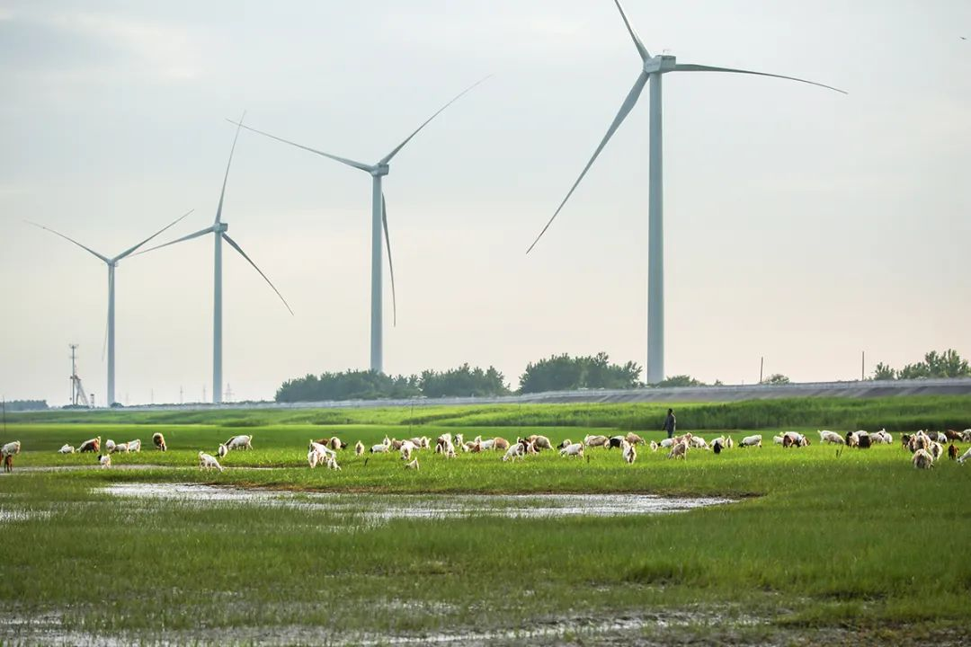 Wind blades generate how much electricity per revolution?